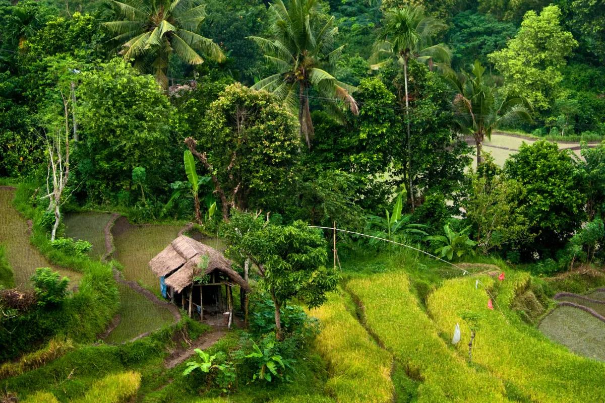Tegallalang (5)