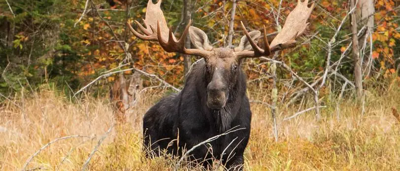 Rejseplan Canada Algonquin Park Moose