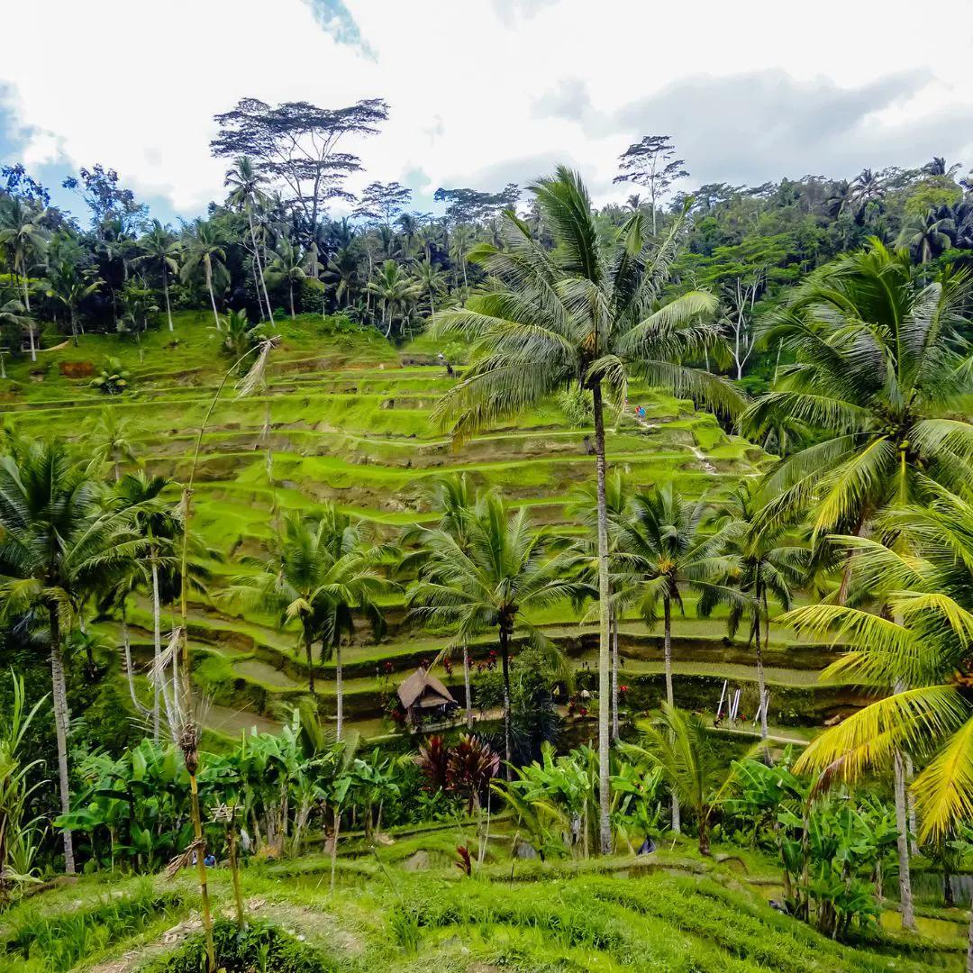 Ubud (2)