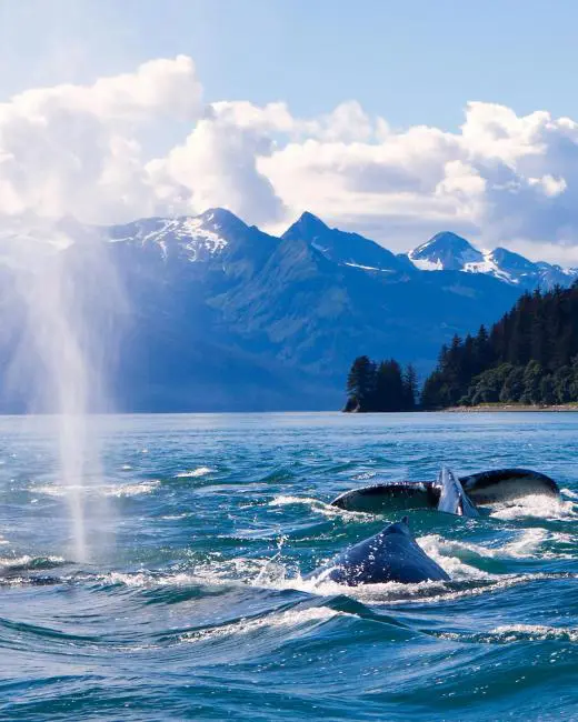 Rejseplan Alaska Juneau Humpaback Whales (1)