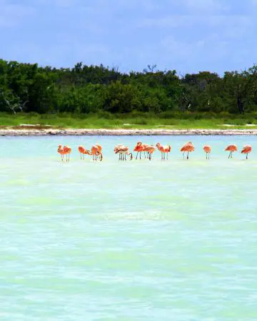 Rejseplan Mexico Isla Holbox Pink Flamingos (1)